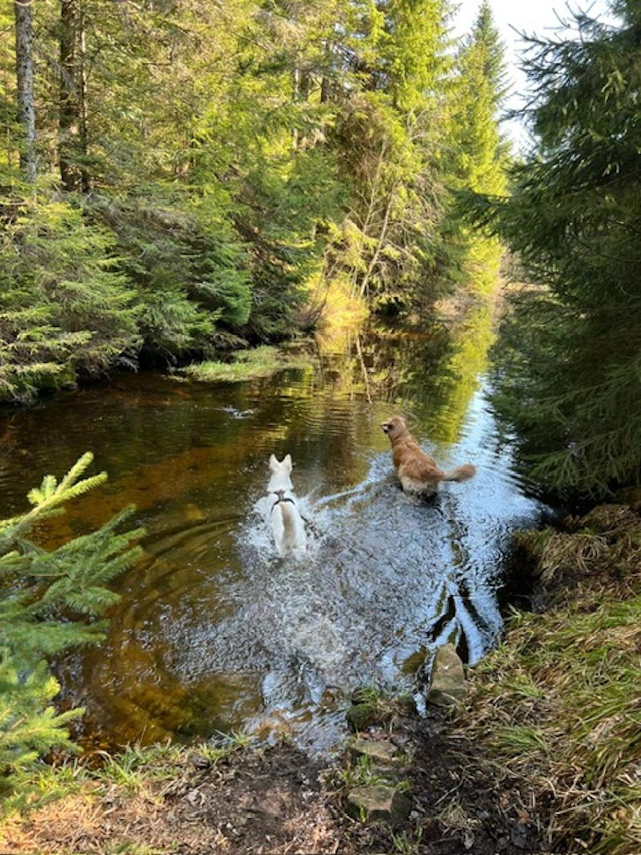 Tannenduft Freudenstadt Exteriör bild